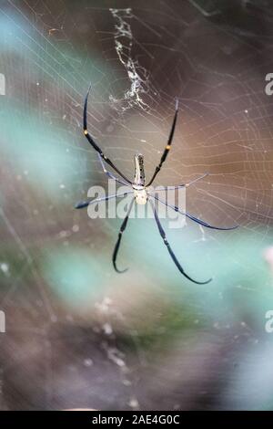 Spider on the net, Laos, Asia Stock Photo