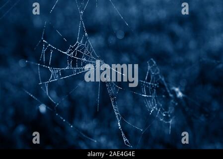 Spider web with dew drops in a trendy blue tone. Stock Photo