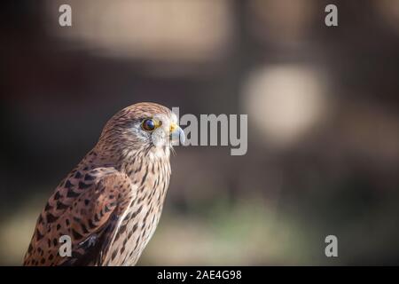 Lesser Kestrel female closeup or falco naumanni. Perched small falcon Stock Photo