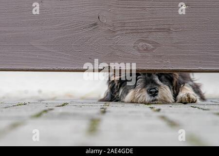Dog guarding the house looks out into the gap under the wooden fence Stock Photo