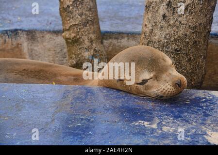 Resting Galapagos sea lion (Zalophus wollebaeki) showing off, Isla Santa Cruz, Galapagos Islands, Ecuador Stock Photo
