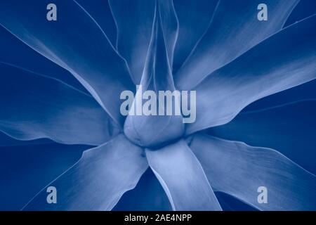 Agave leaves classic blue trendy color of the year 2020 toned image Stock Photo