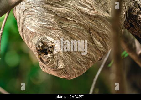 Swarm of bees around hole of large nest in trees Stock Photo