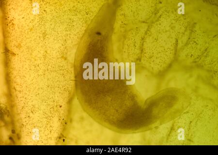 Ascidiacea (commonly known as the ascidians or sea squirts) is a paraphyletic class in the subphylum Tunicata of sac-like marine invertebrate filter Stock Photo