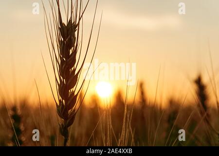 Silhouette of grain or wheat plants backlit by the sun at sunset in a golden yellow landscape with copy space. Solar or clean energy. Stock Photo