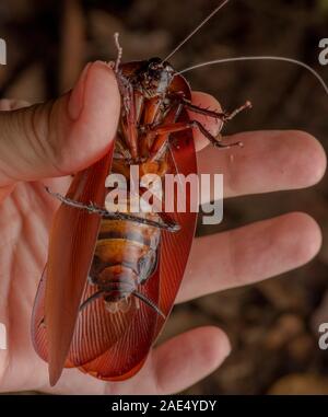 Megaloblatta longipennis, the world's largest cockroach species. Found in the Amazon rainforest. Being held in hand. Stock Photo