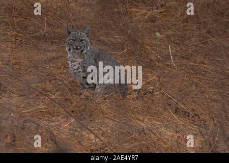 A wild bobcat (Lynx rufus) sits in a field in Point Reyes National Seashore in California. Stock Photo