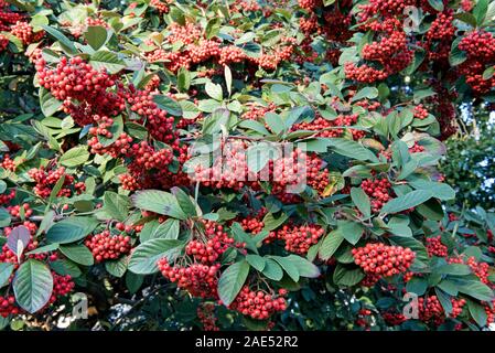 Cotoneaster lacteus with red winter berries.  December Stock Photo