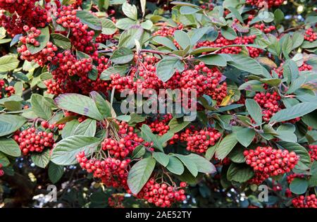 Cotoneaster lacteus with red winter berries.  December Stock Photo