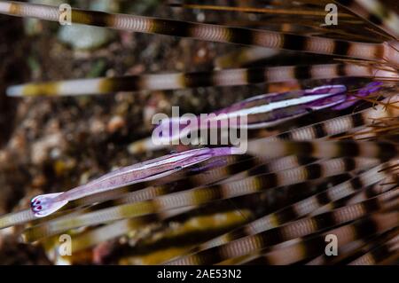 Purple Urchin Shrimp, whitestripe urchin shrimp, Stegopontonia commensalis, on a sea urchin, Tulamben, Bali, Indonesia Stock Photo