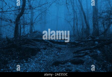 Magical foggy forest trees landscape with path and white flowers Stock Photo