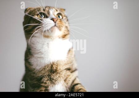Low angle view of cat looking at camera, on white background Stock Photo