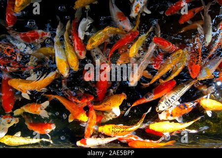 pile of fancy carp or koi fish in aquarium Stock Photo