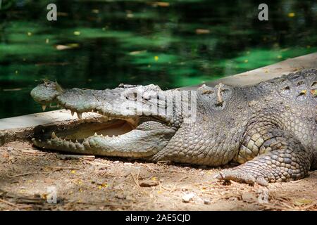 photo of big crocodile in the zoo Stock Photo