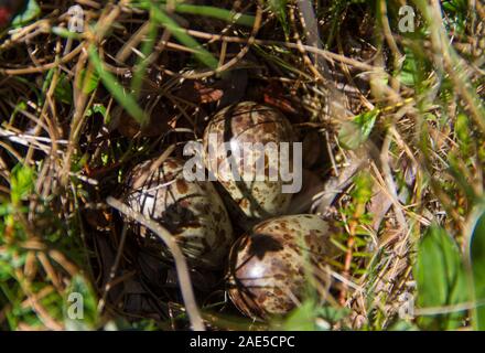 Three lapland longspur eggs found in nest during early summer, near Arviat, Nunavut Stock Photo