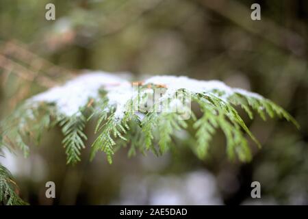 Closeup of green Western Red Cedar leaves (Thuja plicata) covered in a little bit of white snow, in December Stock Photo