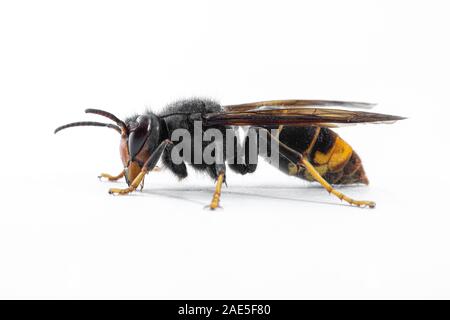 Asian hornet, also known as the yellow-legged hornet (Vespa velutina) on white. Stock Photo
