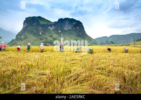 Lai Chau Province, Vietnam - September 20, 2019: ethnic minority women are harvesting rice in a field in Lai Chau Province, Vietnam Stock Photo