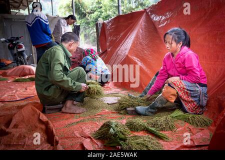 Tu Le, Yen Bai Province, Vietnam - September 18, 2019: Farmers are making green rice flakes after harvesting young rice on terraced fields in Tu Le, Y Stock Photo