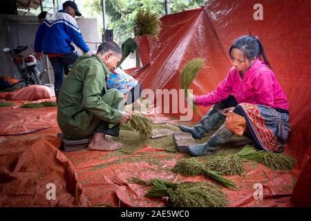 Tu Le, Yen Bai Province, Vietnam - September 18, 2019: Farmers are making green rice flakes after harvesting young rice on terraced fields in Tu Le, Y Stock Photo