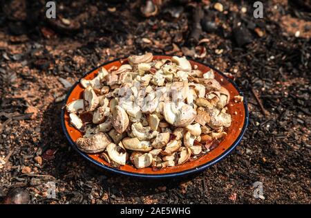 Cashew Nut Apple Organic Cashews Roasted Cashew Farming Stock Photo