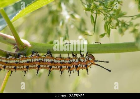 A Variegated Fritillary in the caterpillar form crawls along the underside of a stem with ants skittering on top at Yates Mill County Park in Raleigh, Stock Photo