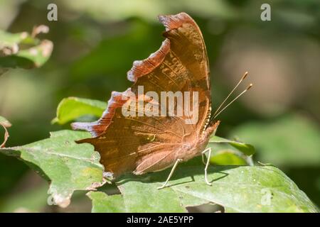 A question mark butterfly perches on a leaf at Yates Mill County Park in Raleigh, North Carolina. The tiny white question mark is visible on the hind Stock Photo