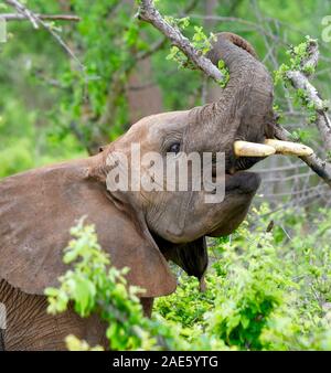 Closeup of young bull elephant with his trunk curved overhead and curled around a tree branch. (Loxodonta africana) Stock Photo