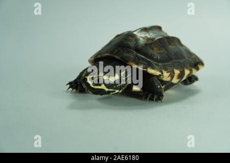 A painted turtle isolated on background Stock Photo