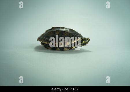 A painted turtle isolated on background Stock Photo