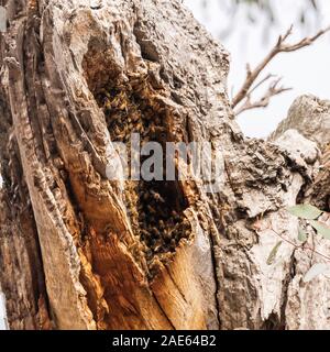 European Honey Bees swarming in a tree at the Federal Golf Club, ACT, Australia on a spring morning in November 2019 Stock Photo