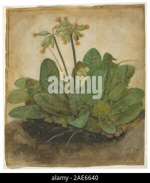 Albrecht Dürer (German, 1471 - 1528 ), Tuft of Cowslips, 1526, gouache on vellum, The Armand Hammer Collection 1991.217.1 Albrecht Dürer, Tuft of Cowslips, 1526 Stock Photo