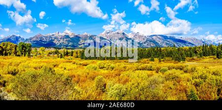 Fall Colors surrounding the Cloud covered Peaks of the Grand Tetons In Grand Tetons National Park. Seen from Black Ponds Overlook near Jackson Hole WY