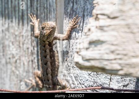 Fence lizard Blue belly lizard hanging from wood fence Stock Photo