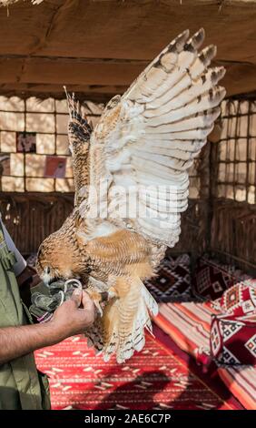 Brown Desert Eagle Owl is a species of owl having super binocular vision and directional hearing