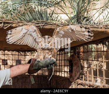 Brown Desert Eagle Owl is a species of owl having super binocular vision and directional hearing