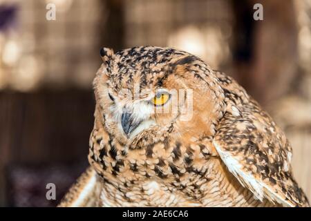 Brown Desert Eagle Owl is a species of owl having super binocular vision and directional hearing Stock Photo