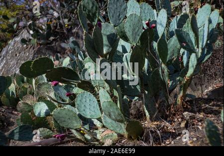 Prickly pair on Opuntia cactus on the rock Stock Photo