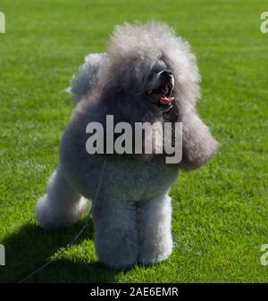 Standard Poodle dog on lawn Stock Photo - Alamy