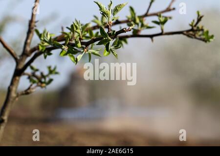 Tractor work  on the field in a spring time. Stock Photo