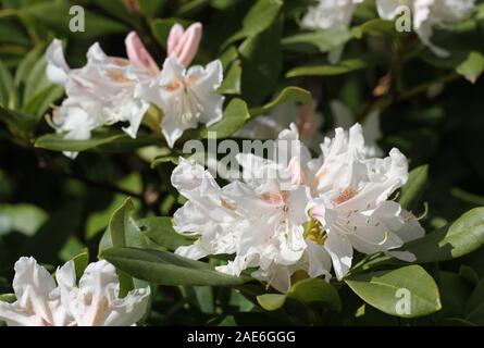 Blossoming white rhododendron in spring. Stock Photo