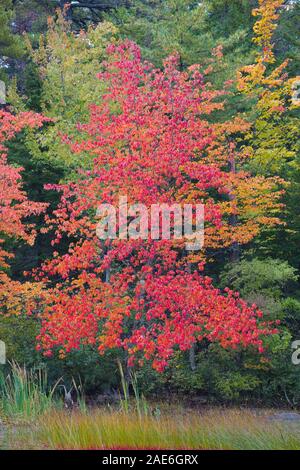 Maple Tree, Eagle Lake, Acadia National Park, Bar Harbor, Maine Stock Photo