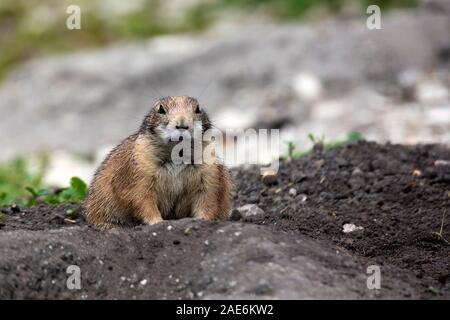 European ground squirrel in a clearing Stock Photo