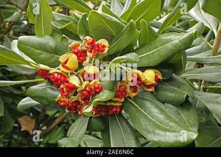 detail of a shrub of Pittosporum tobira with fruits and seeds Stock Photo