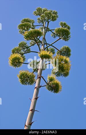 The flower of agave plant, agavaceae