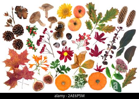 Nature study in Autumn with a large selection of food, flora and fauna on white background. Top view. Harvest festival theme. Stock Photo