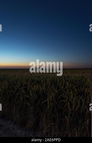 Wheatfield in the countryside of Holland after sunset, beautiful twilight colors Stock Photo