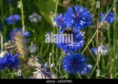 A bee is harvesting nectar on a cornflower (Centaurea cyanus) in a field of wildflowers Stock Photo