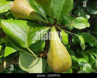 Beautiful ripening pears on a pear tree in a backyard garden Stock Photo