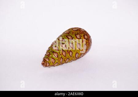 Pine cone isolate on white Stock Photo